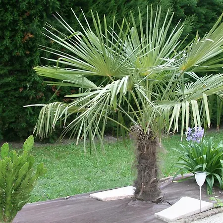 Les Agaves * Mouans-Sartoux