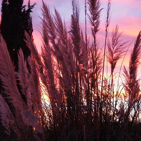Les Agaves *